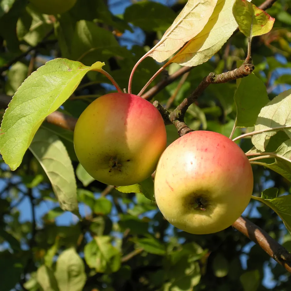 Herkunft und Evolutionsgeschichte des Apfels aufgeklärt