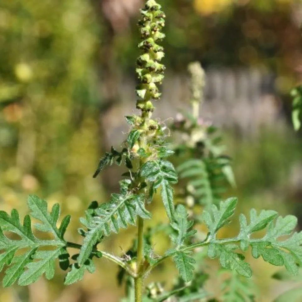 Allianz gegen das Beifußblättrige Traubenkraut, die Ambrosie