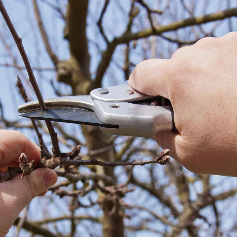 Buchtipp: Hecken-, Strauch- und Obstbaumschnitt