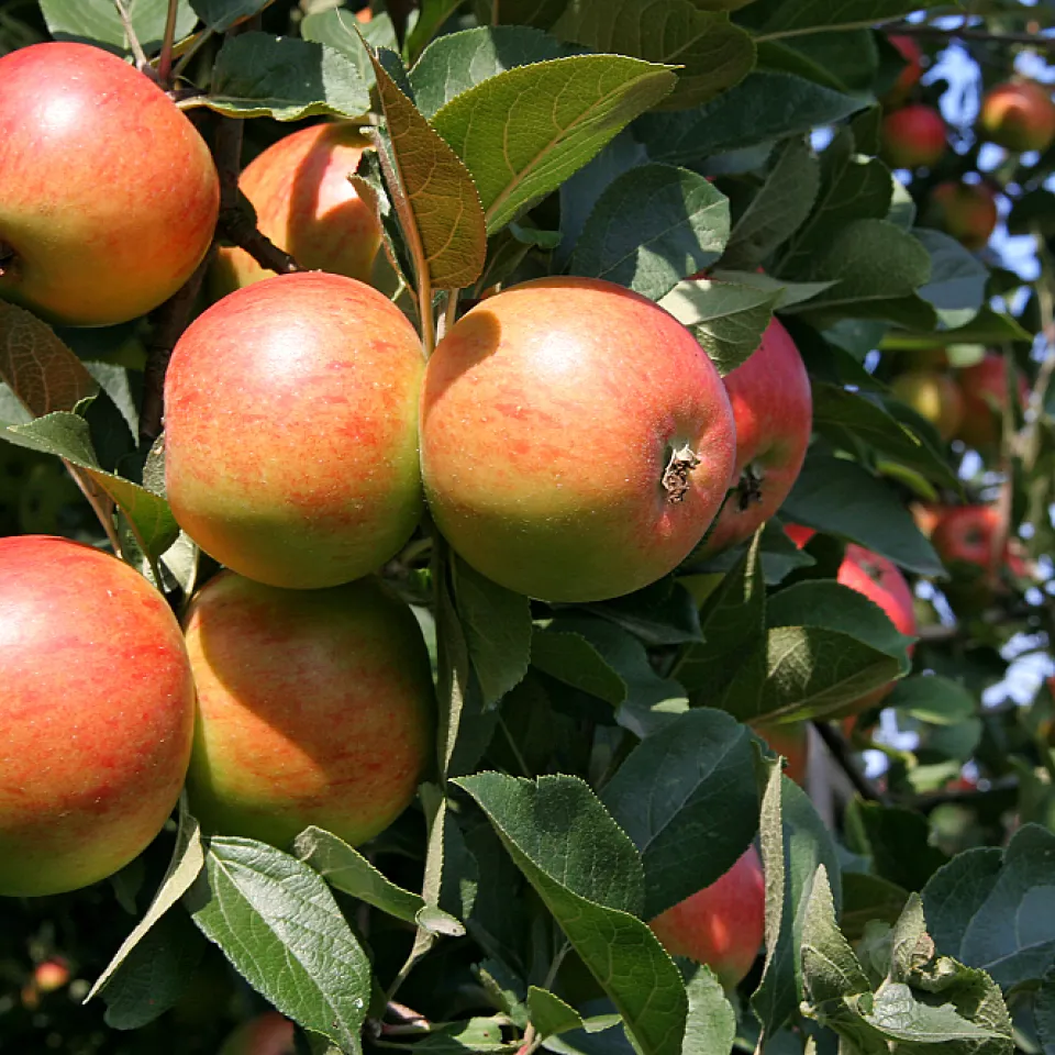 Versponnene Apfel-Blattbüschel und Triebe