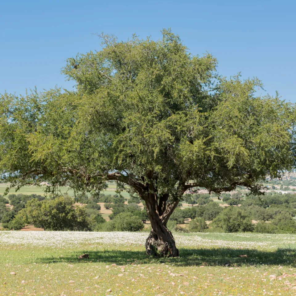 Arganöl: Der Arganbaum liefert das flüssige Gold Marokkos