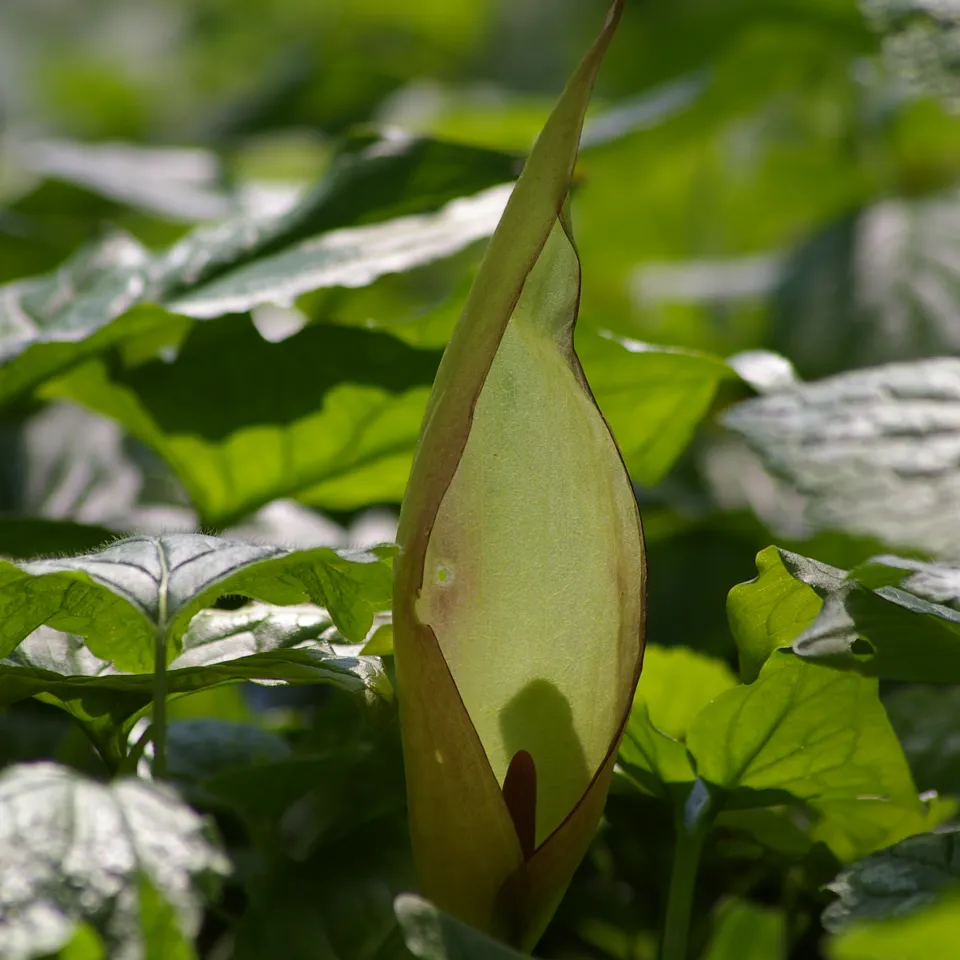 Der Aronstab ist "Giftpflanze des Jahres 2019"