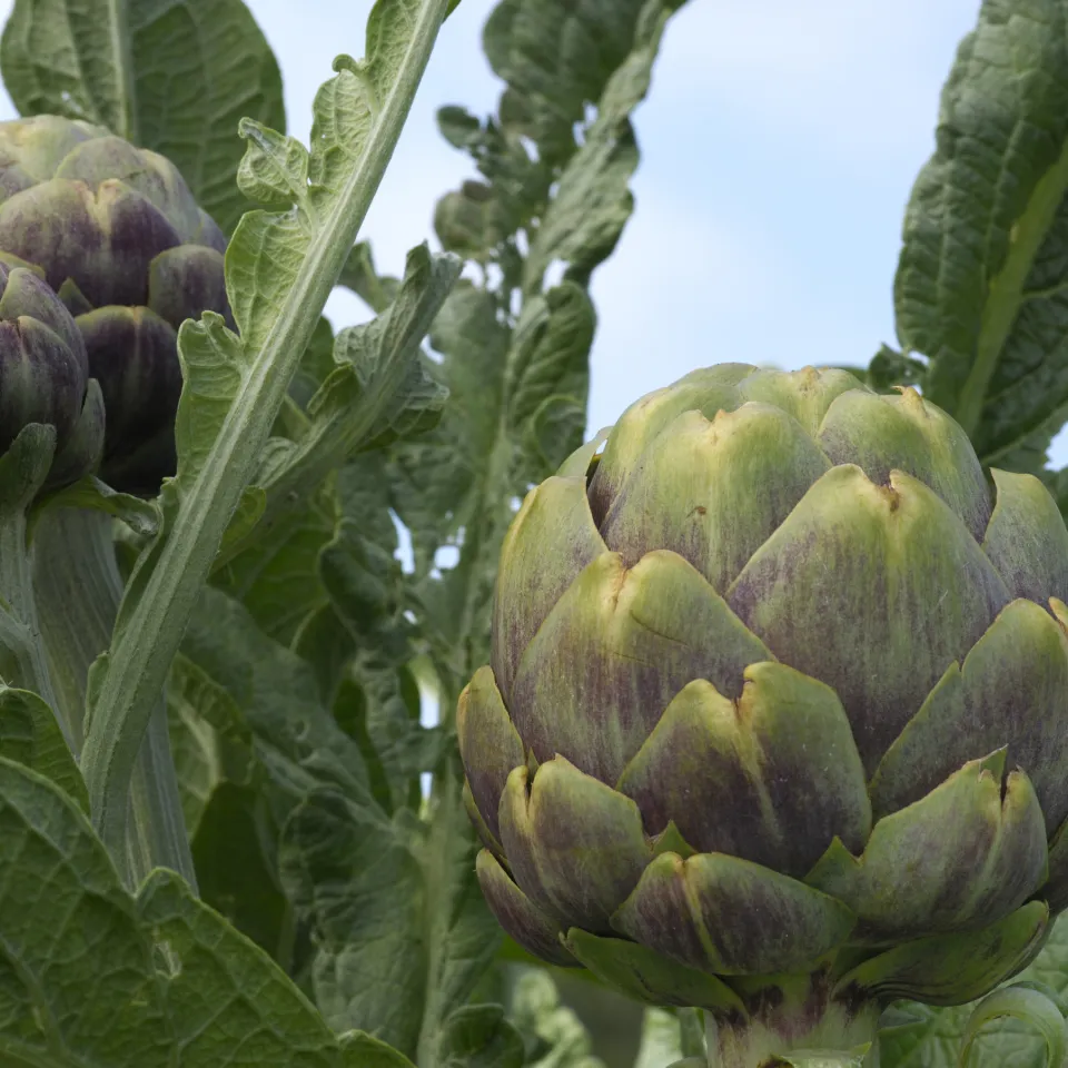 Artischocke, das vielseitig verwendbare Distelgewächs