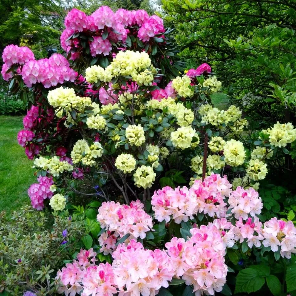 Rhododendron-Zikade und Knospenfäule sind ein Paar