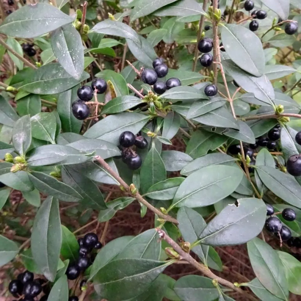 Schäden an Liguster