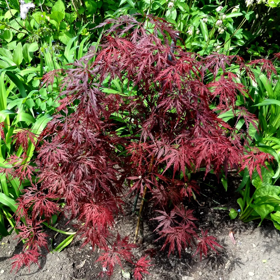 Die Verticillium-Welke an Gehölzen hat viele Wirte