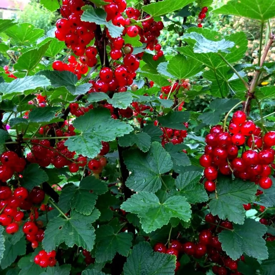 Obstgehölze nach der Ernte schneiden