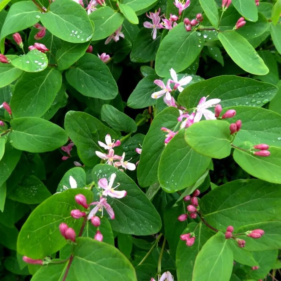 Schäden an Lonicera – Heckenkirsche, Geißblatt