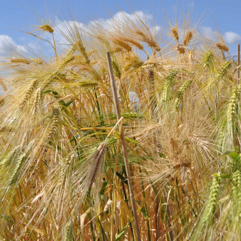 "Magisches" Netzwerk erhält Kulturpflanzen