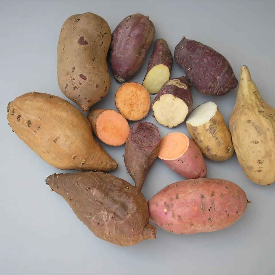 Süßkartoffeln – „natürlich genmanipuliert“