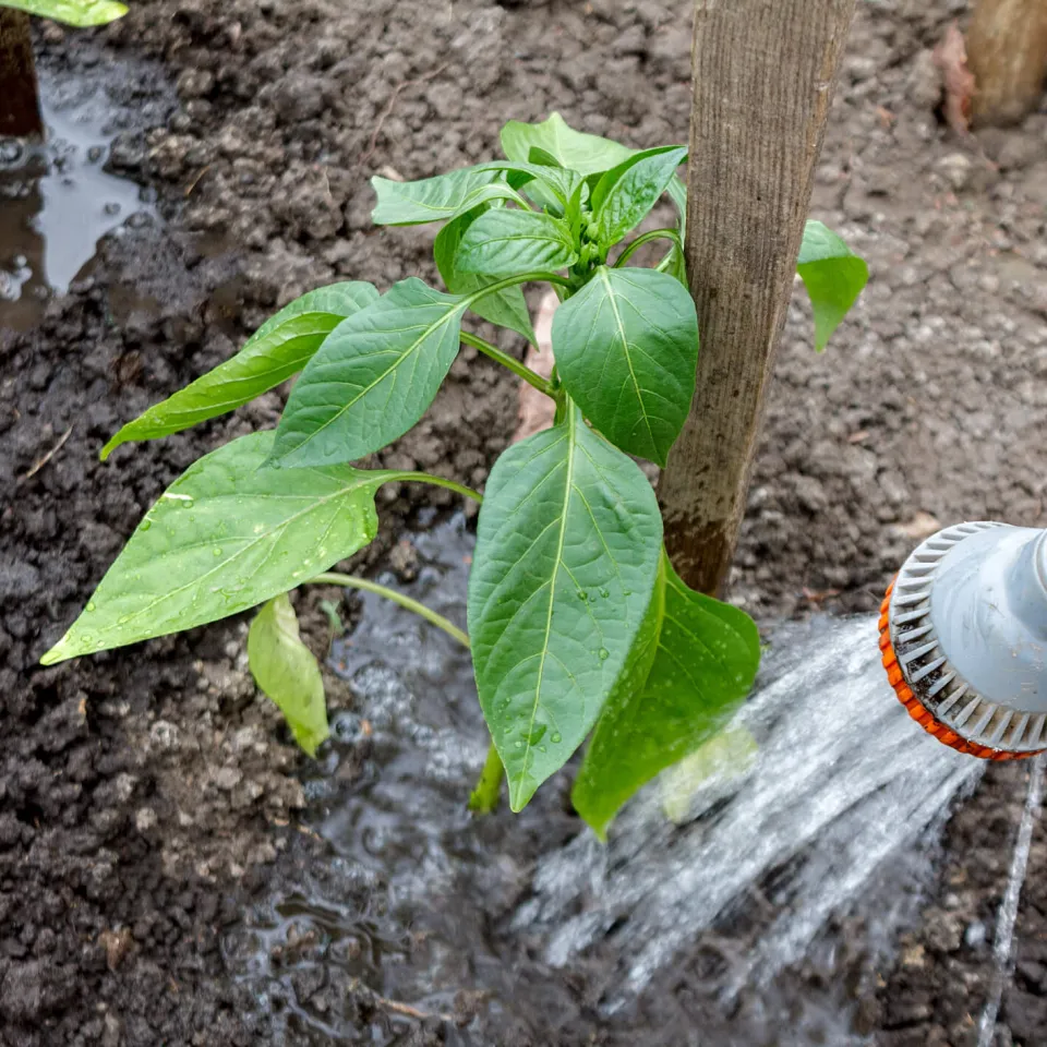 Wasserregime im Gemüsegarten