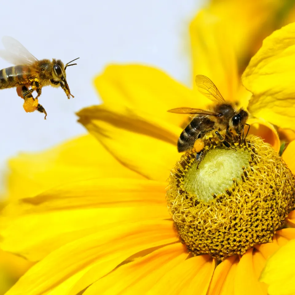 Pflanzen können Bienen "hören"
