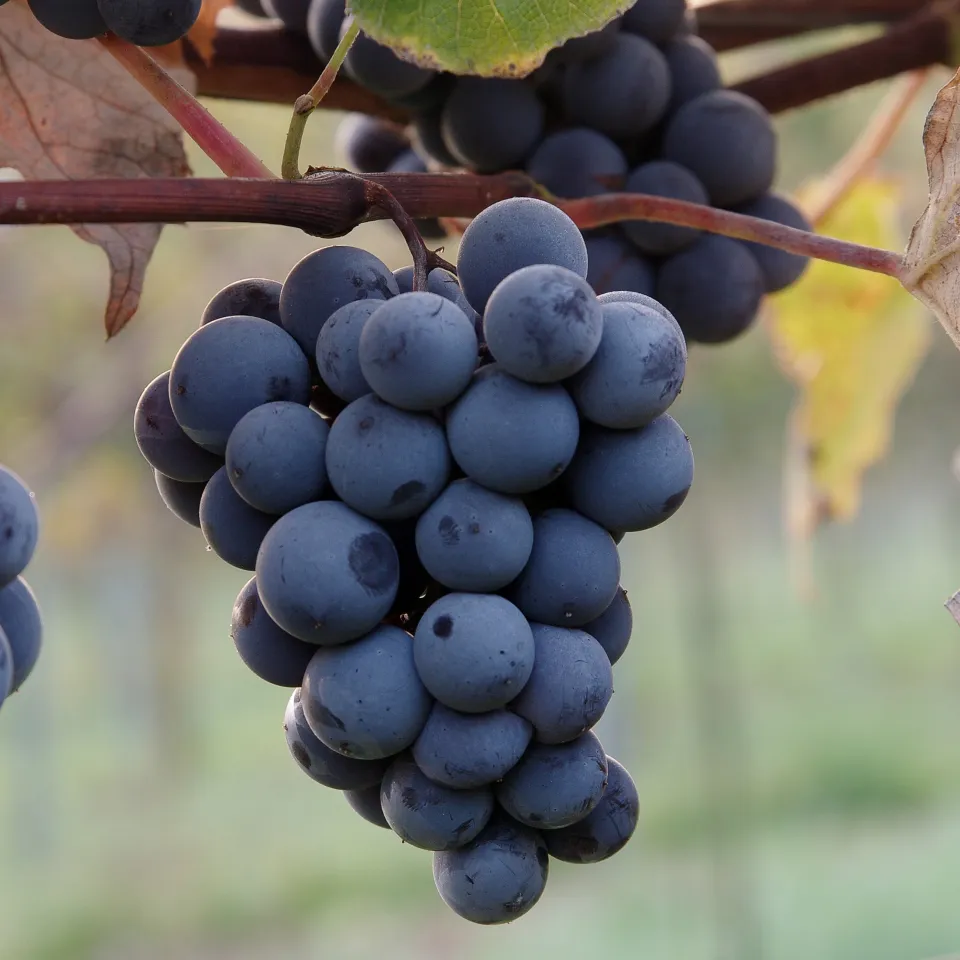 Wenn Trauben vor dem Richter stehen