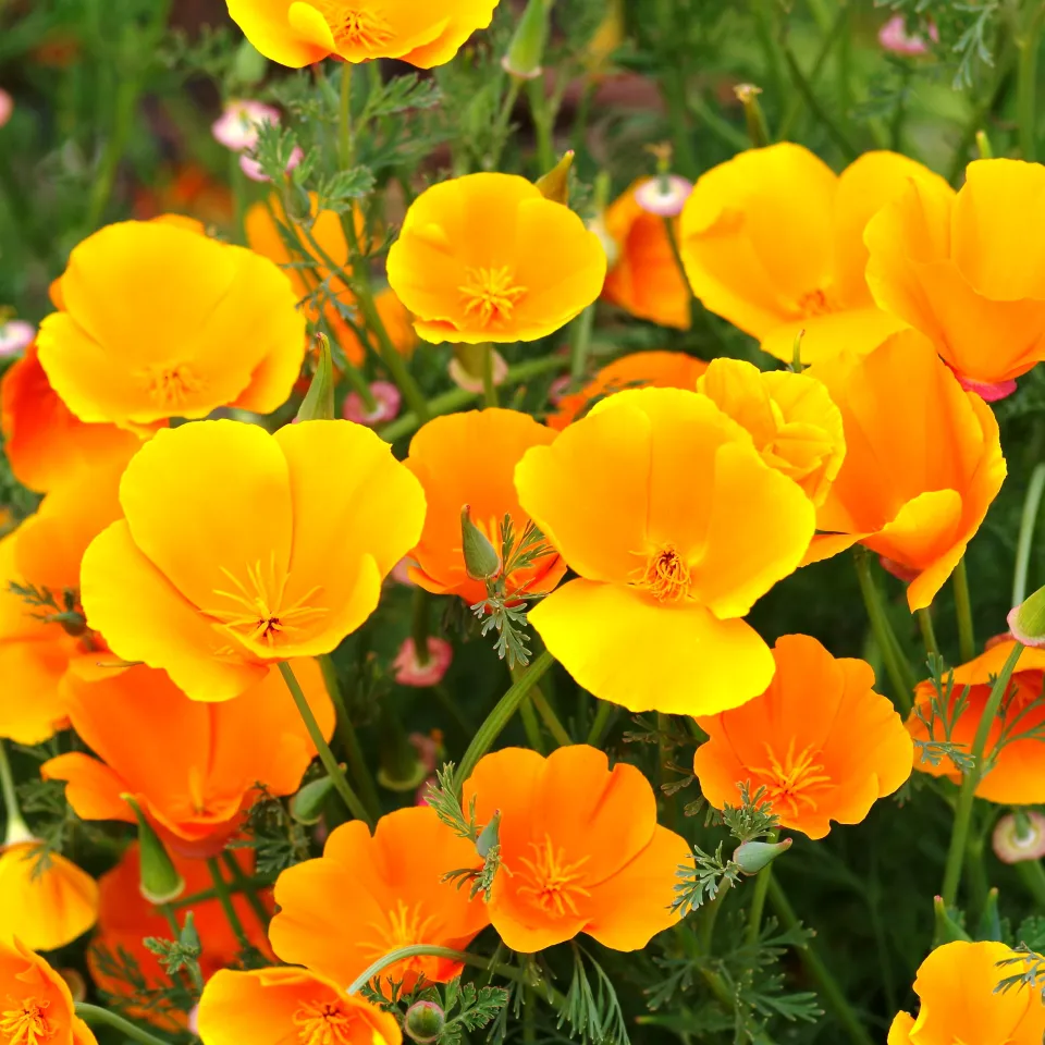 Schön und giftig: Wahl der „Giftpflanze des Jahres 2016“ steht kurz bevor