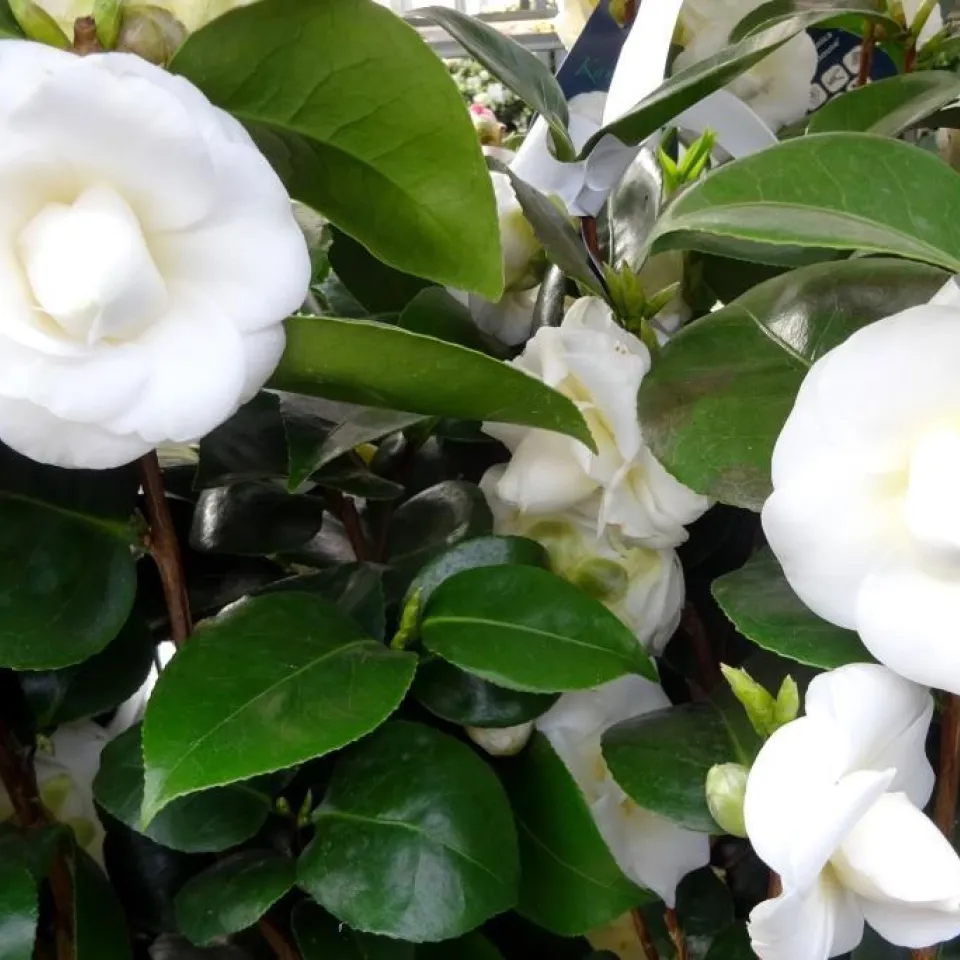 Japanische Kamelie als Zimmerpflanze