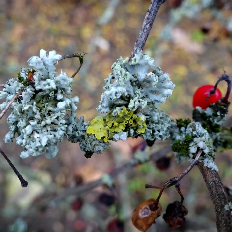 Flechten und Algen an Gehölzen