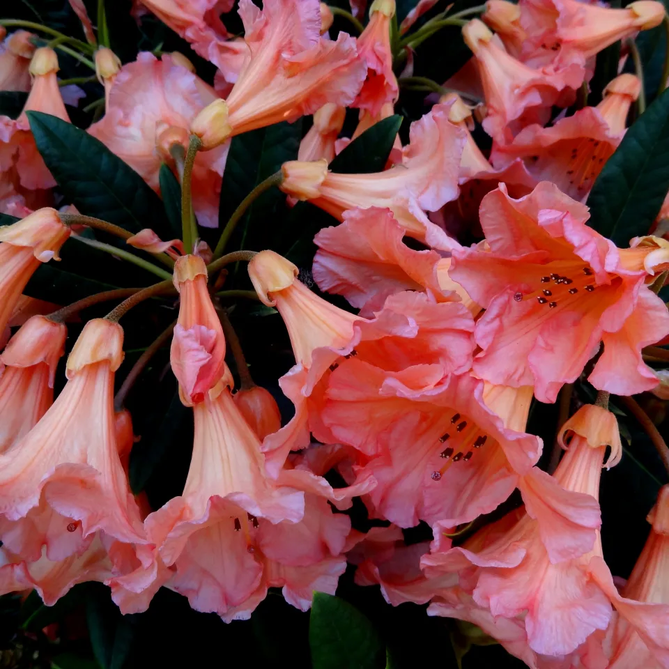 Rosen und Rhododendren einen guten Start geben