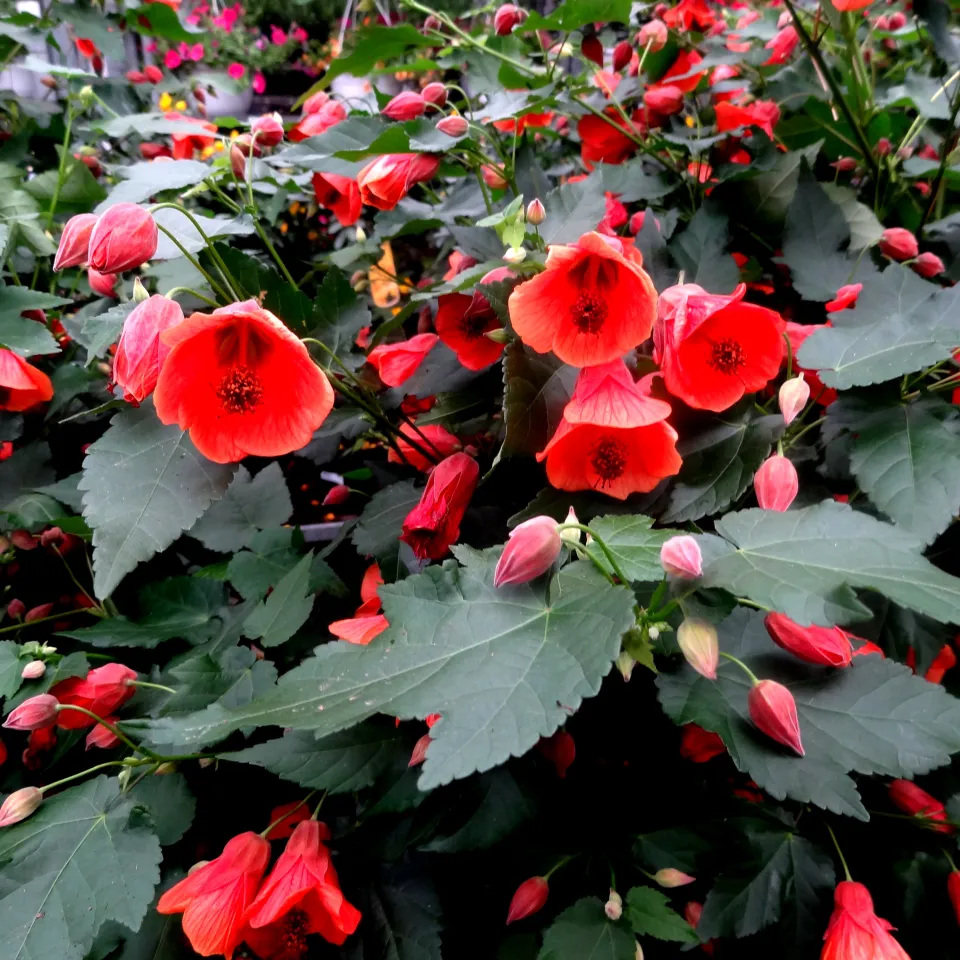 Zimmerpflanze aus Urgroßmutters Zeiten