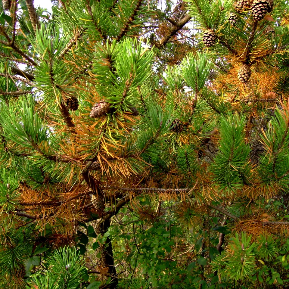 Nadel- und Blattfall an Immergrünen – kein Grund zur Panik!