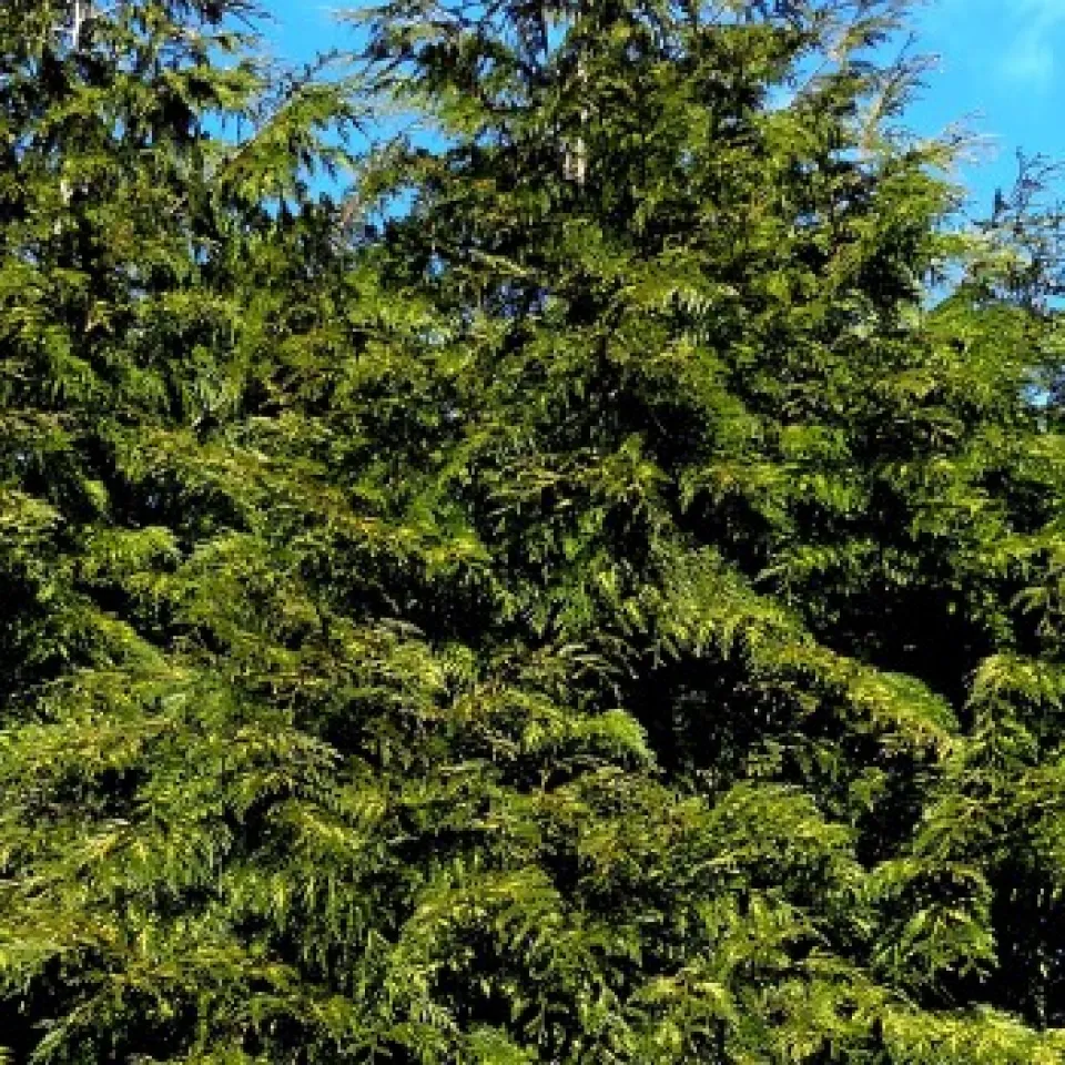 Miniermotten an Lebensbaum und Wacholder