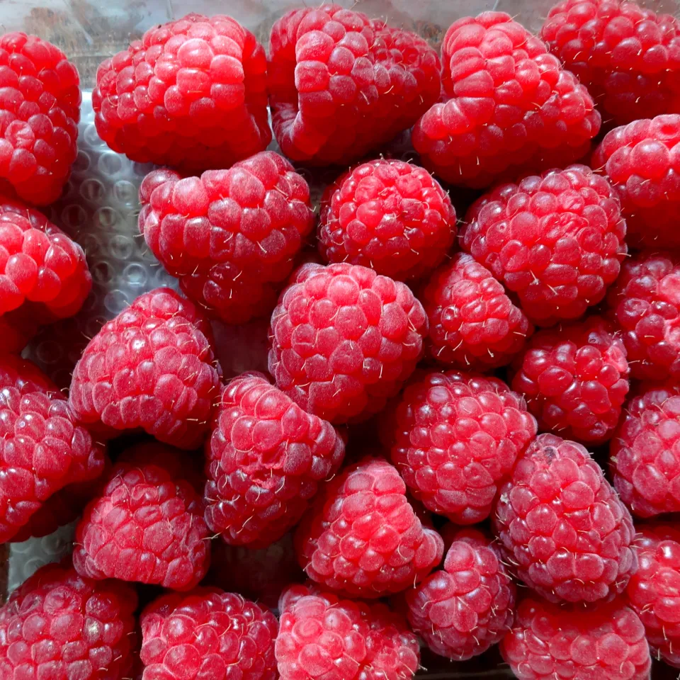 An Himbeeren sterben die Ruten