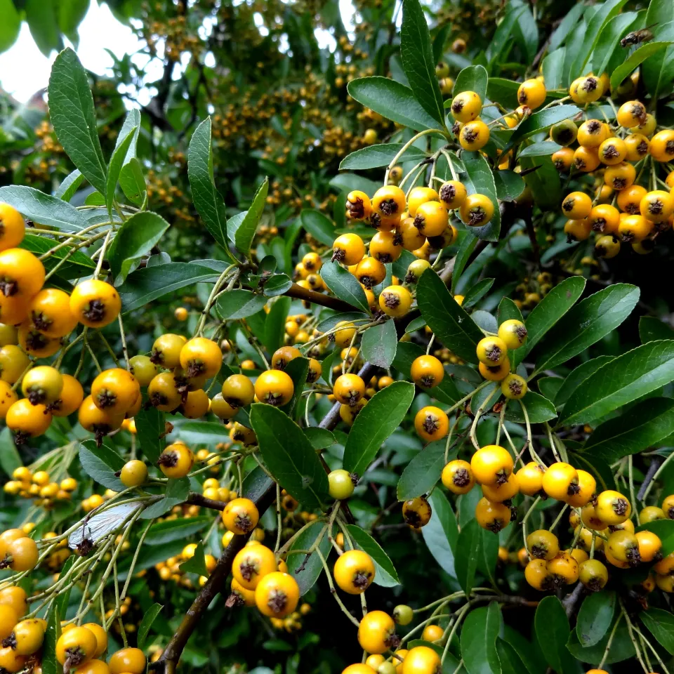 Schorf und Motten an Feuerdorn