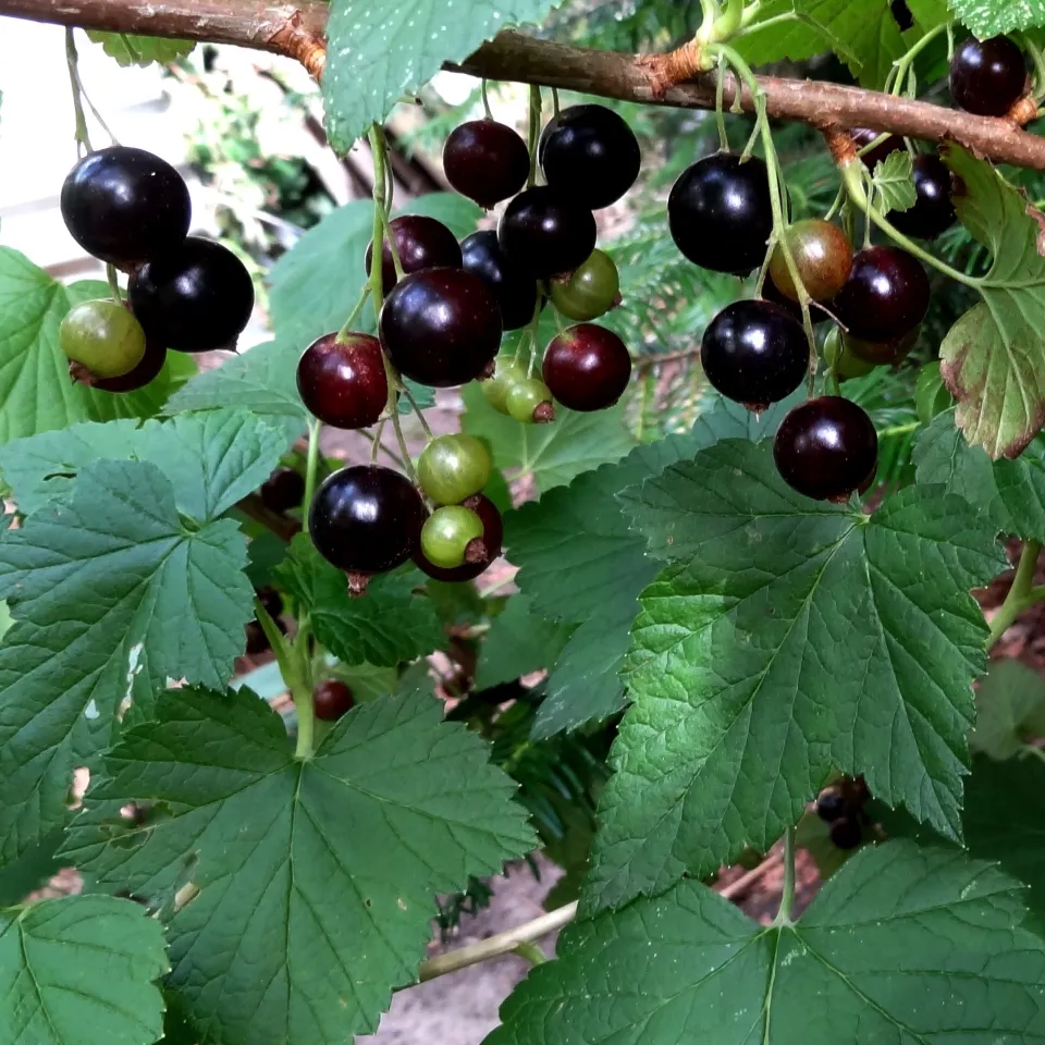 Taschenatlas resistente und robuste Obstsorten