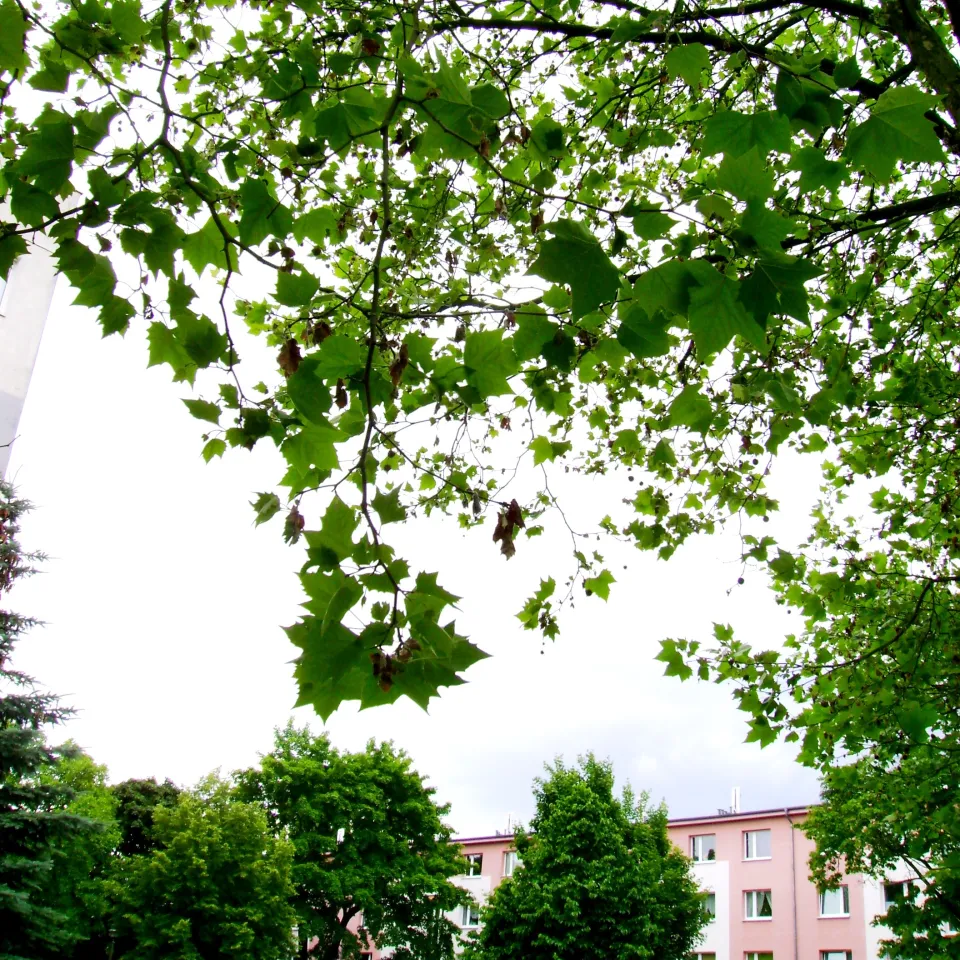 Wanzen und Motten an Platanen