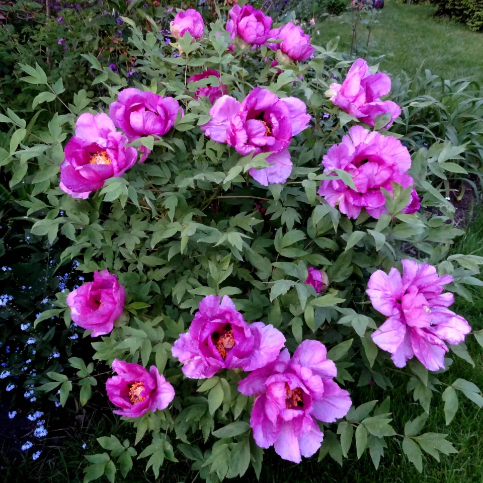 Schäden an Pfingstrosen