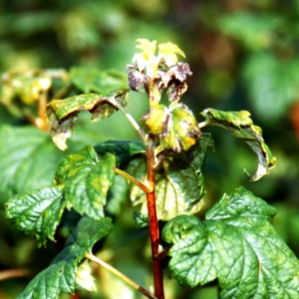 Amerikanischer Stachelbeermehltau schädigt auch Johannisbeeren