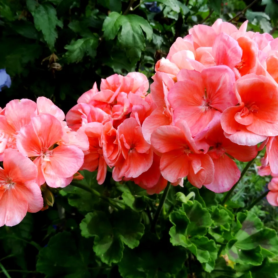 Was Pelargonien im Winter zu schaffen macht