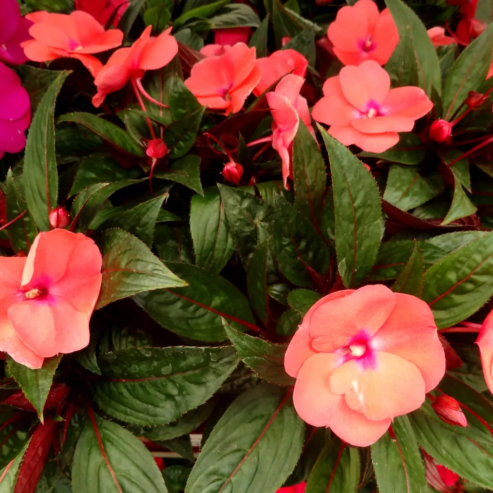 Reden Sie mit Ihren Zimmerpflanzen!?