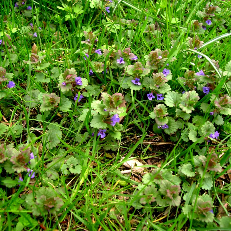 Unerwünschte Pflanzen im Rasen bekämpfen