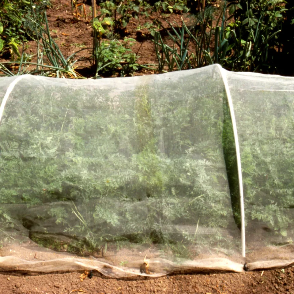 Mit Insektenschutznetzen Gemüseschädlinge abwehren