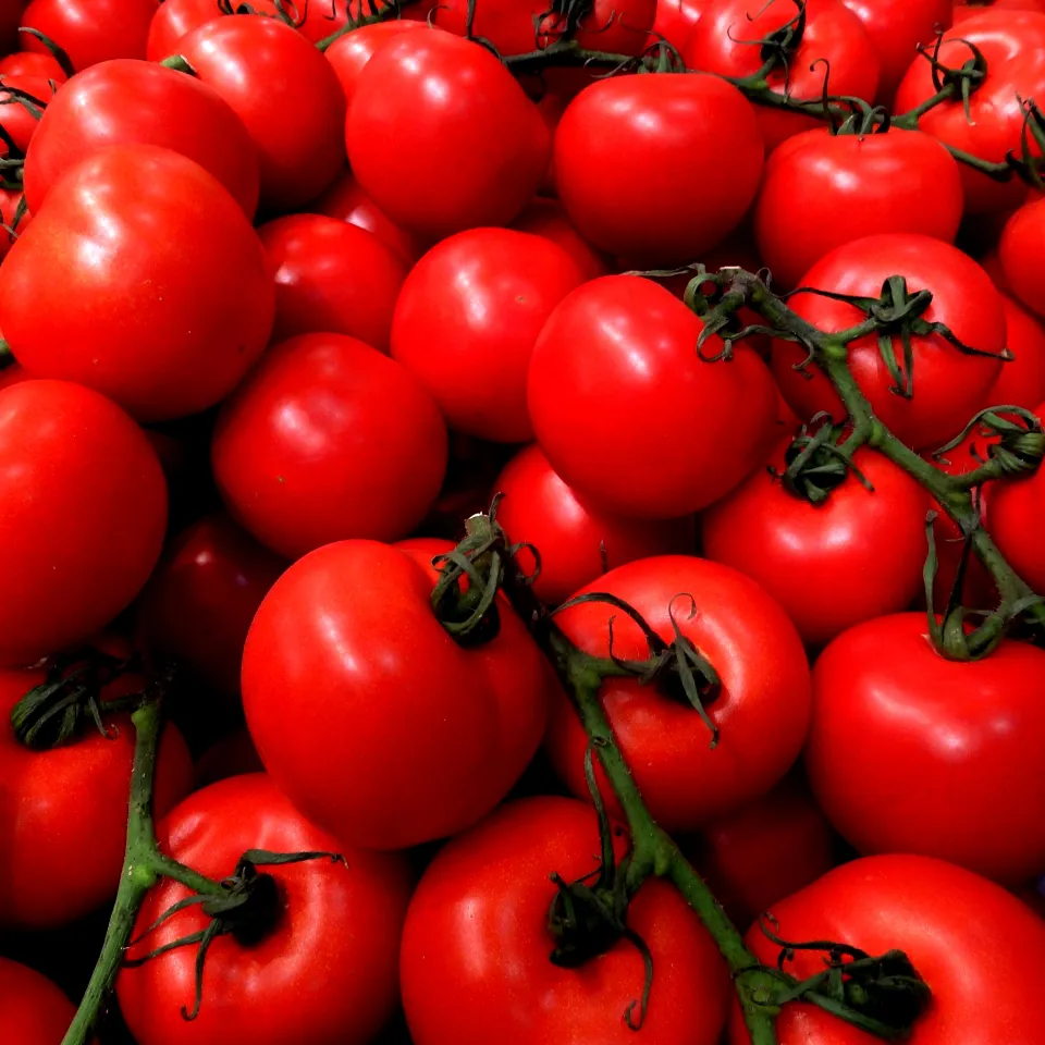 Fruchtschäden an Tomaten