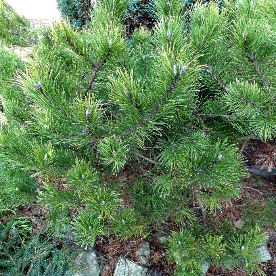 Schmetterlingsraupen schädigen Kieferntriebe