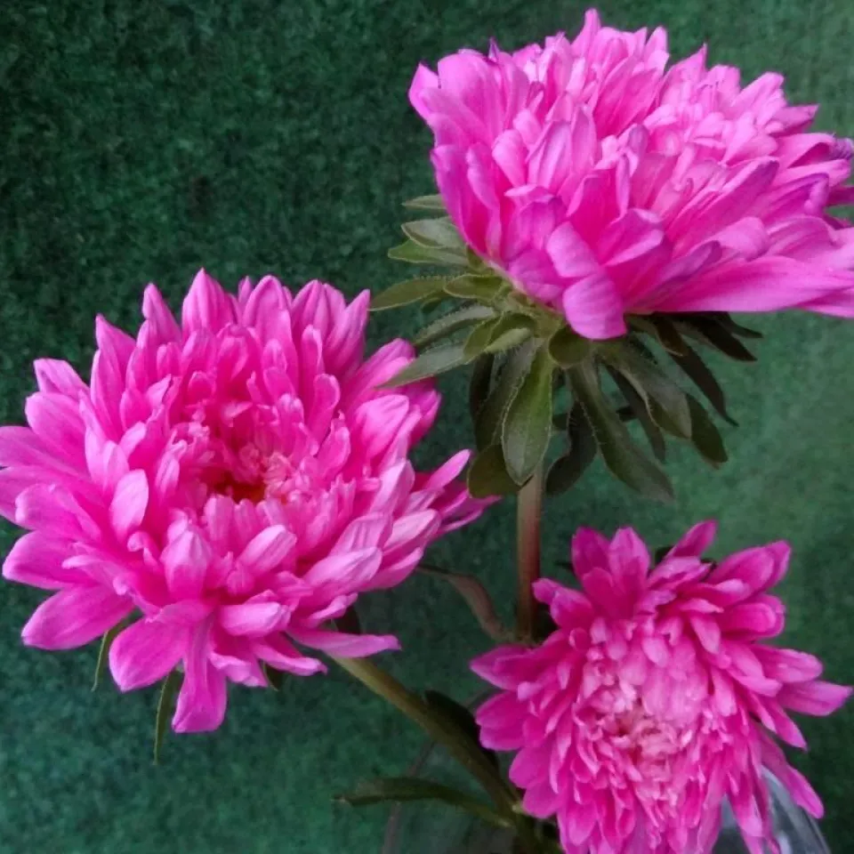 Wenn Sommerastern welken