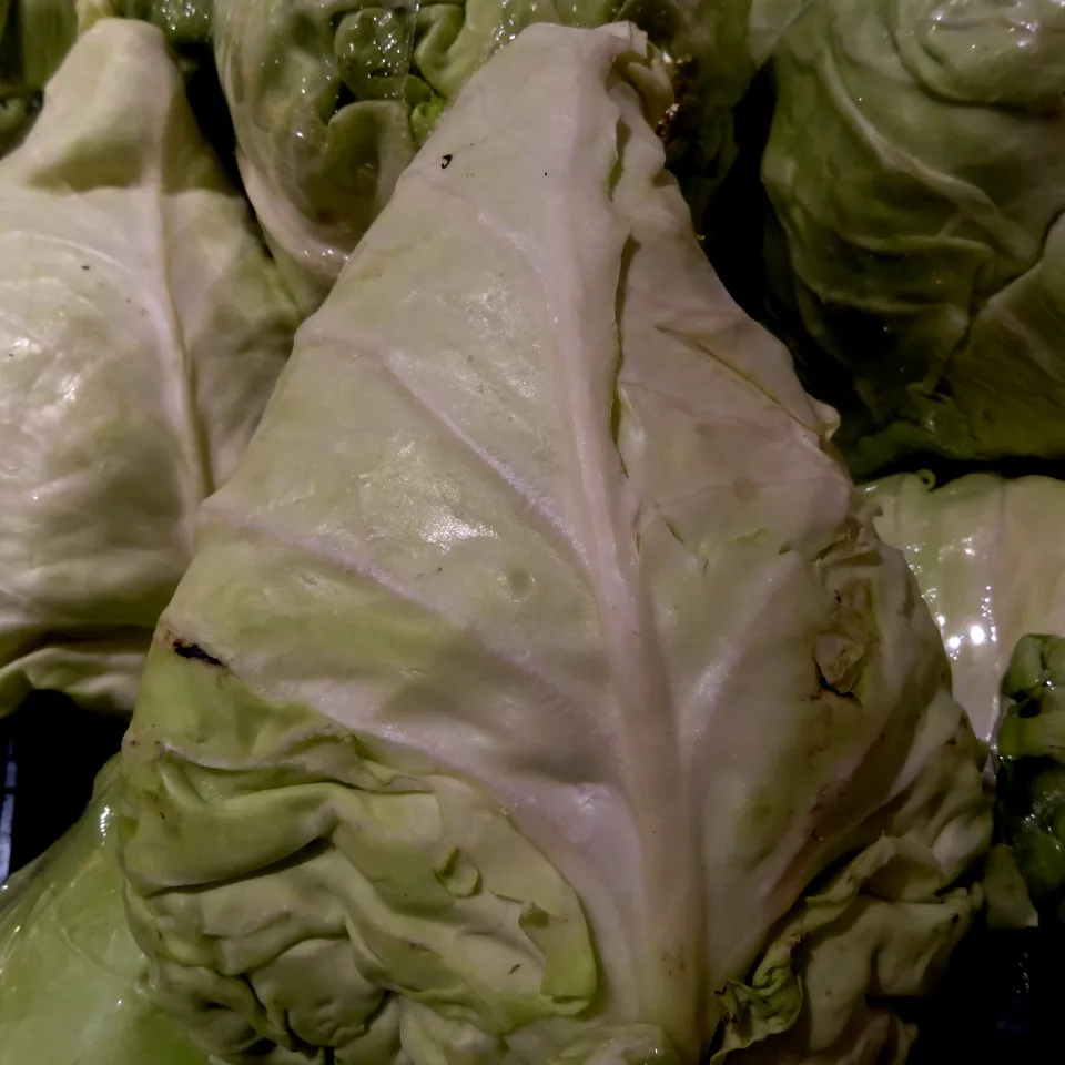 Blattfleckenkrankheiten an Kohl