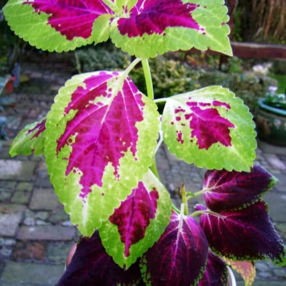 Serie: Querbeet durch Haus und Garten