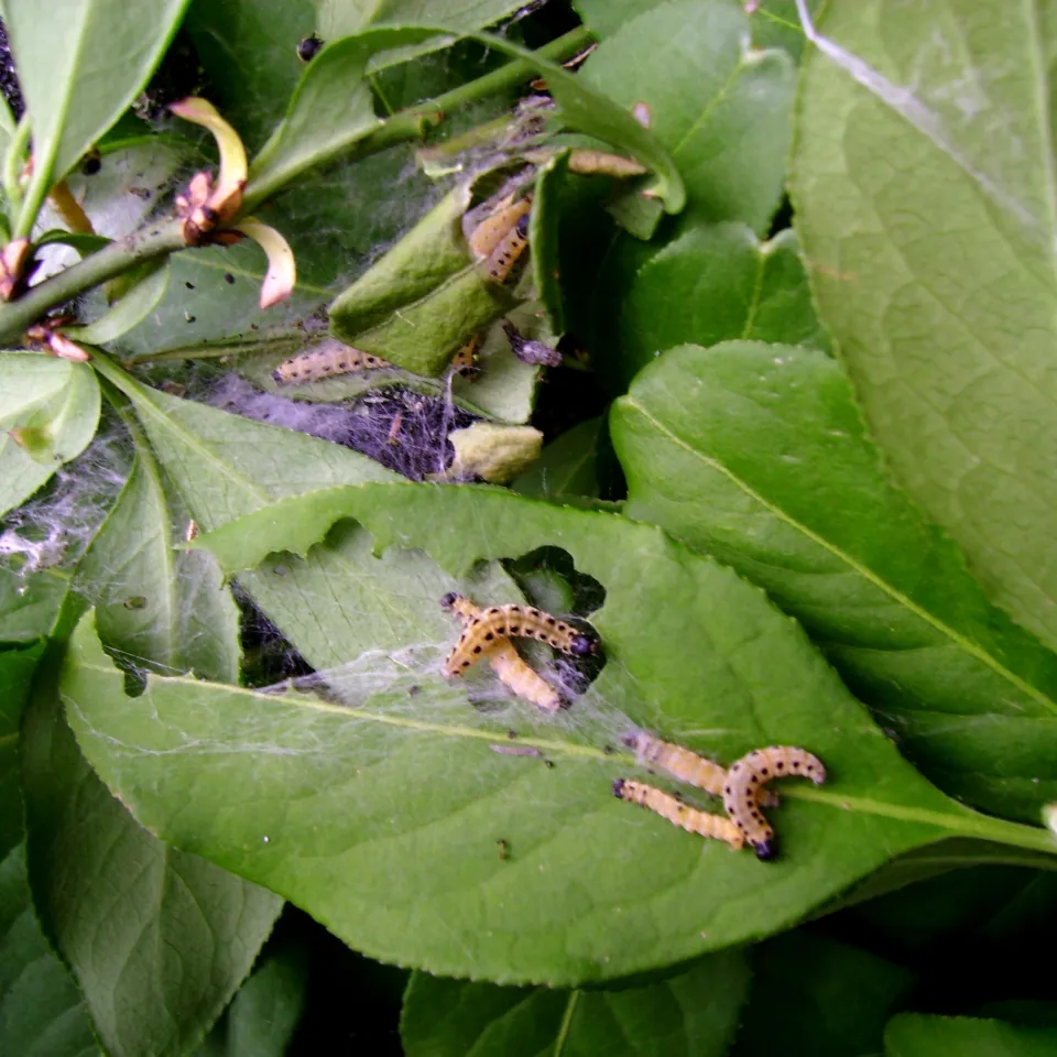 Schäden an Euonymus – Spindelbaum, Pfaffenhütchen