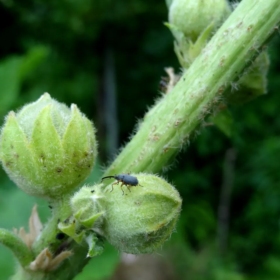Langrüssliges Stockrosen-Spitzmäuschen sticht in Blütenknospen