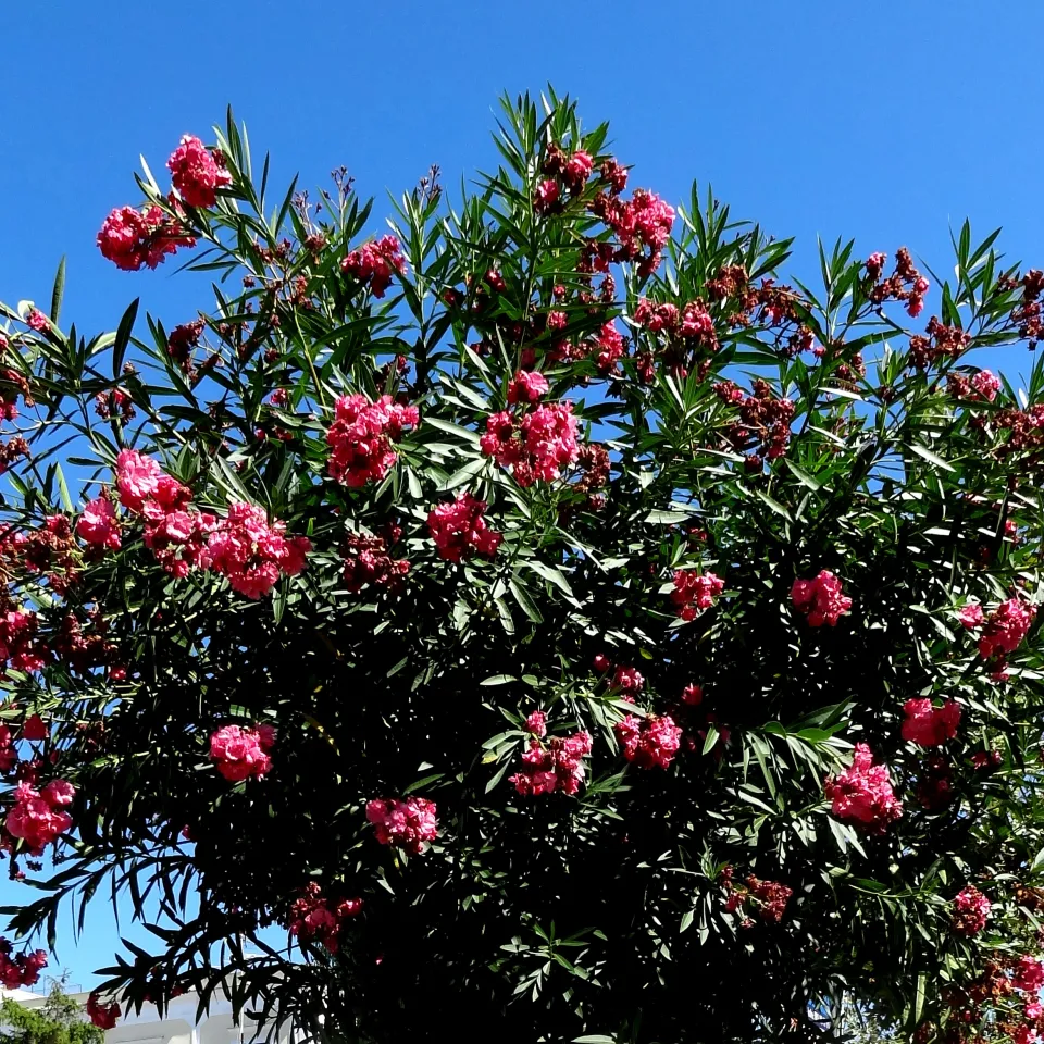 Krebs, Spinnmilben und Läuse am Oleander
