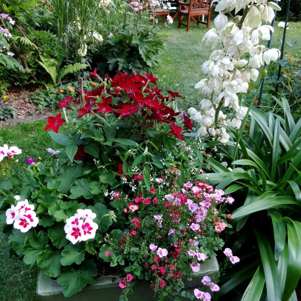 Blattkrankheiten an Beet- und Sommerblumen