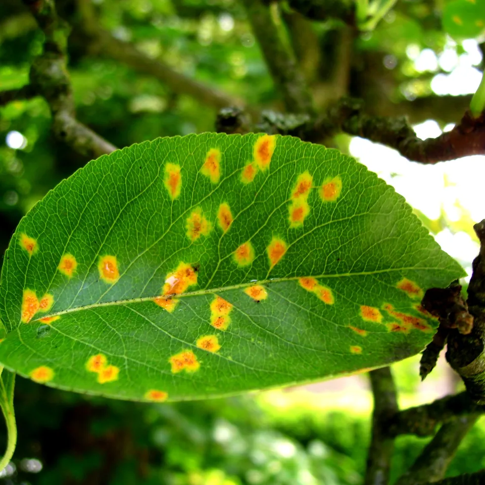 Gitterroste nicht nur an Birnen