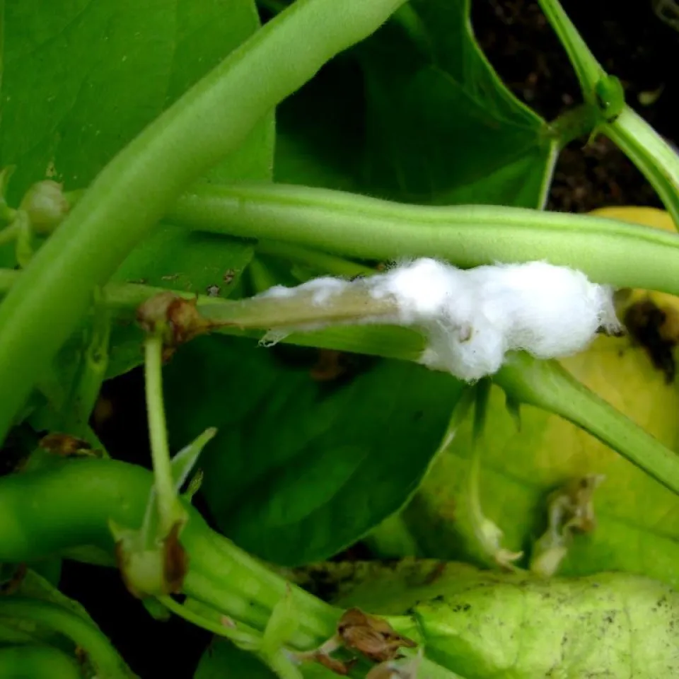 Die Gefahr aus dem Boden