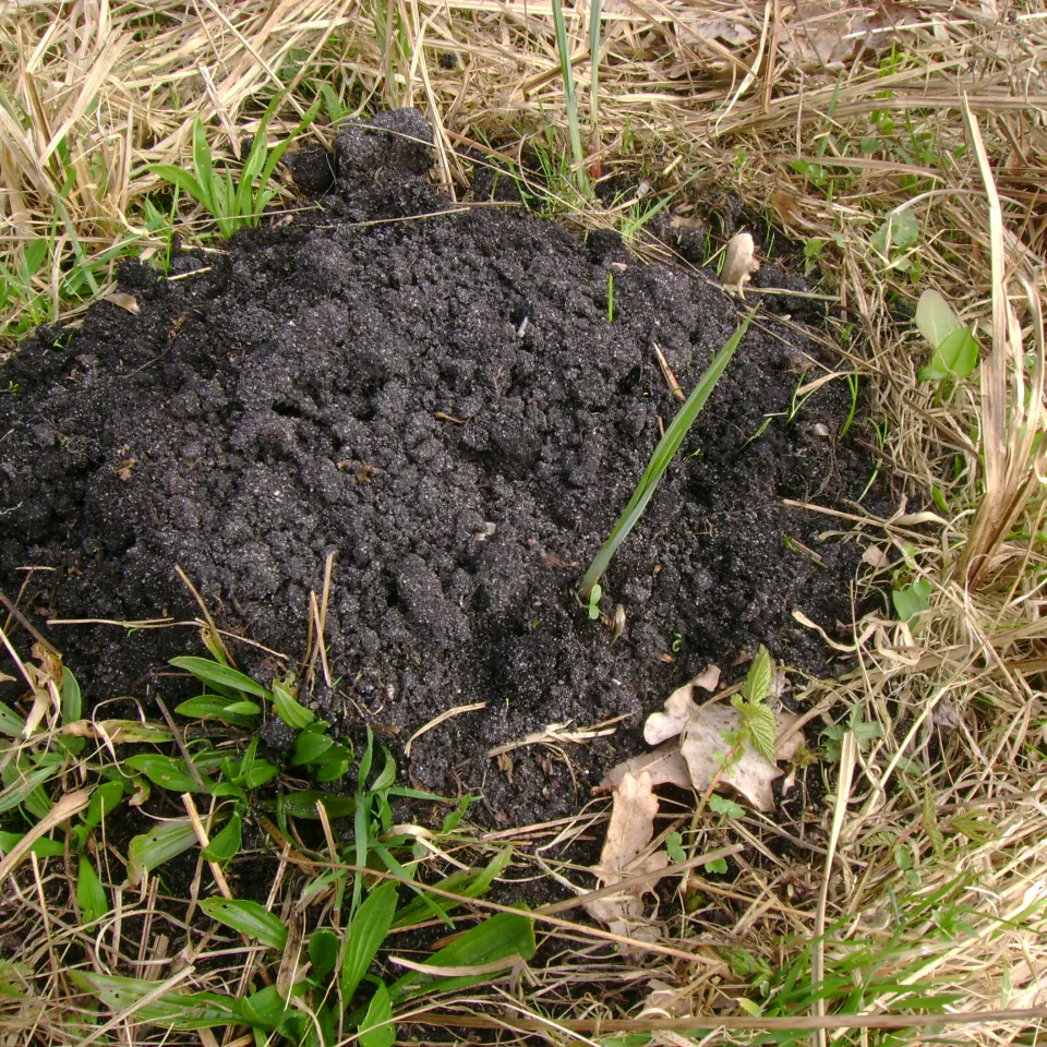 Maulwurf und Wühlmaus im Garten