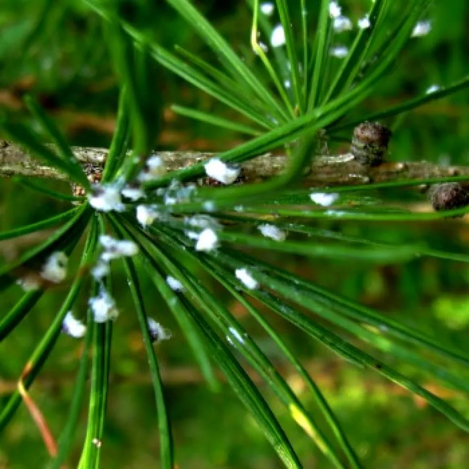 Schneeflocken im Sommer an Gehölzen?