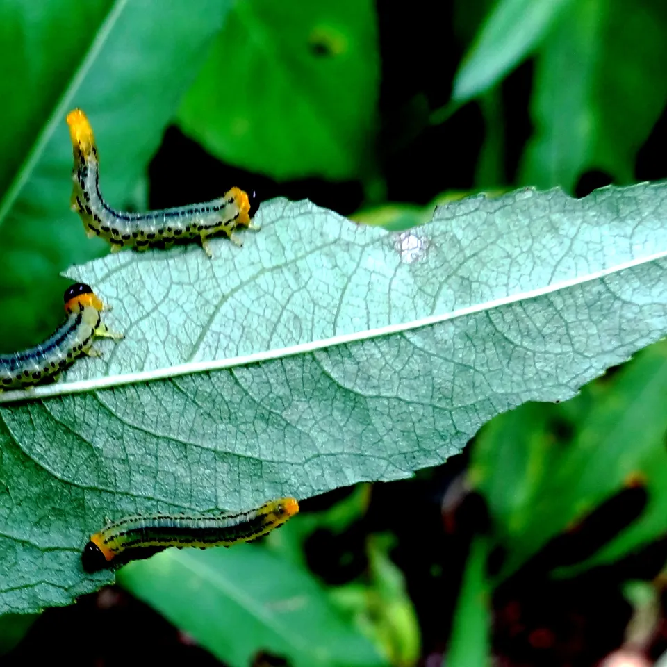 Fraß und Gallen an Weidenblättern