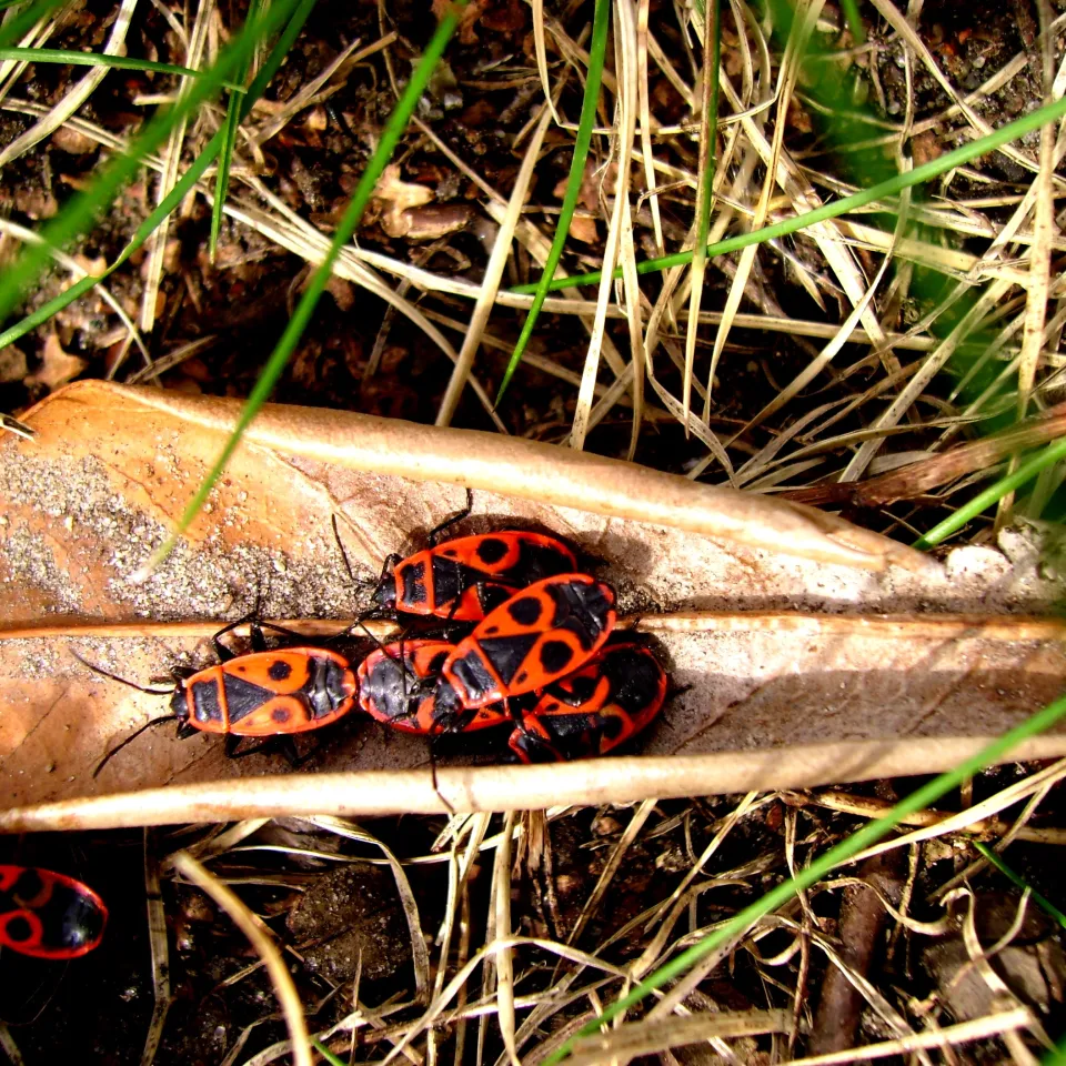 Feuerwanzen – auffällig, aber harmlos