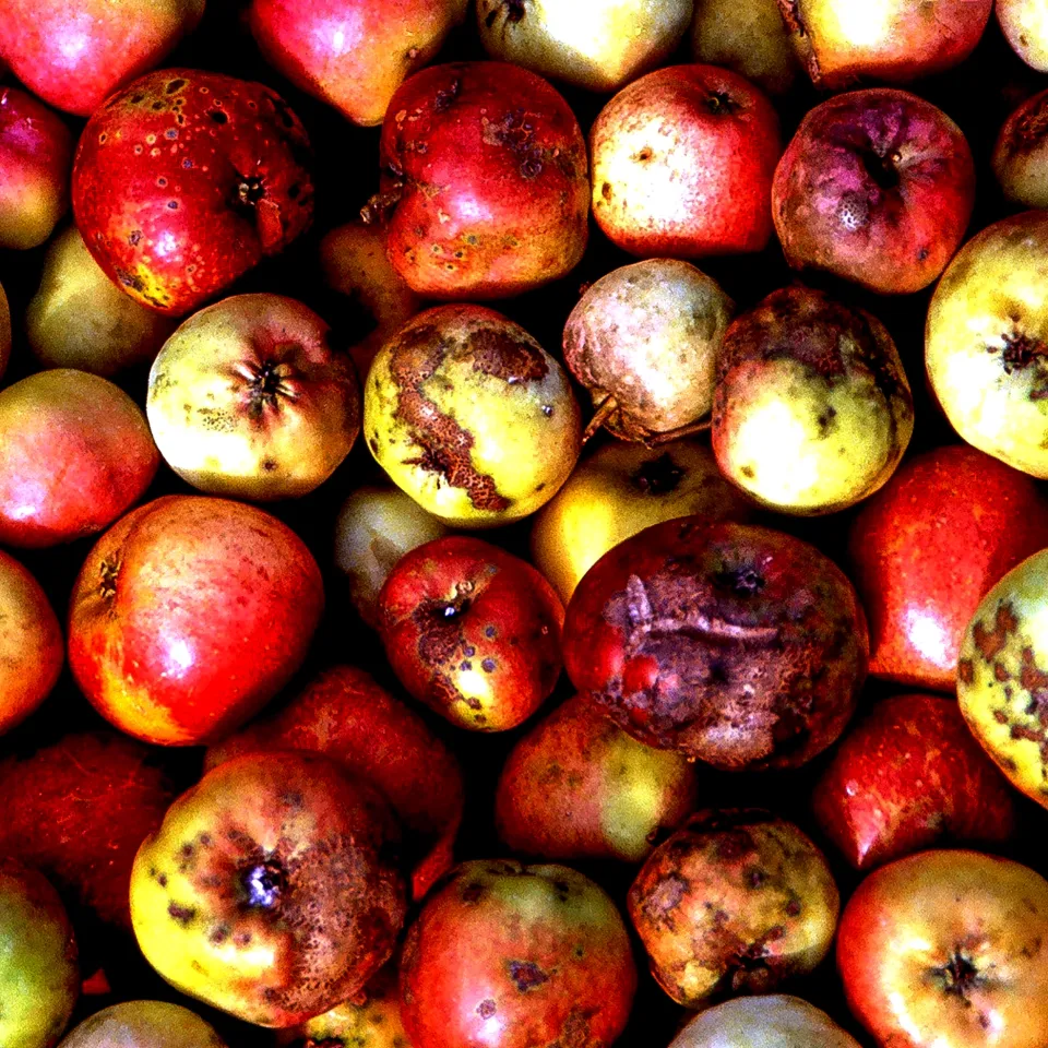 Pilzliche Fruchtkrankheiten am Apfel